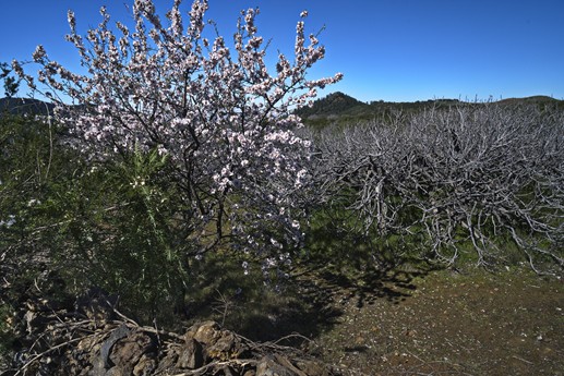 3 feb 2021 Fioritura mandorli